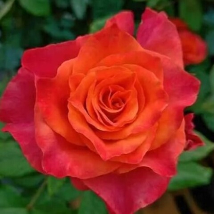 Роза чайно-гибридная Апачи