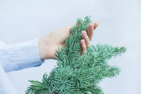 Ветка можжевельника малая