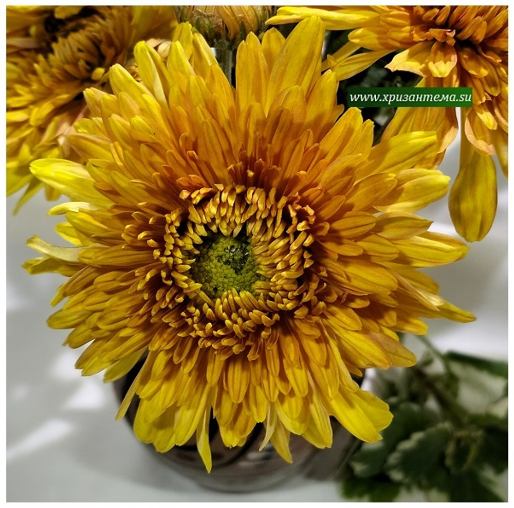 цветы солнца