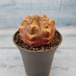 Gymnocalycium Daydream (Гимнокалициум)