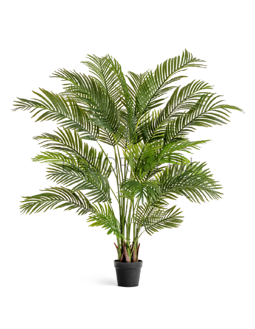 Пальма Арека Хризалидокарпус в-170 см 26 листов (Sensitive Botanic) 2/2 10.071922N