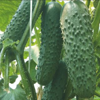 Огурец Седрик F1 500 (семян)