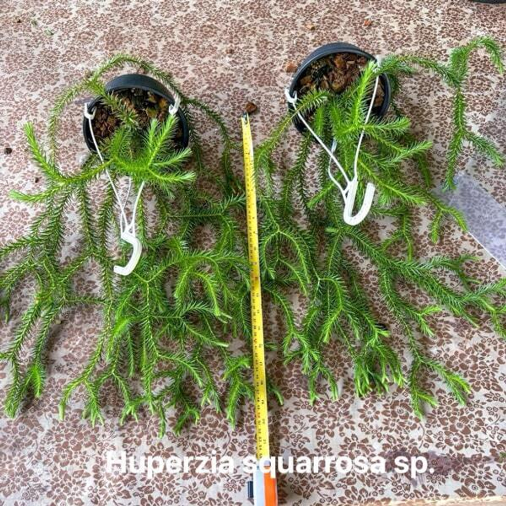 Хуперция H.SQUARROSA 6"