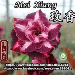 Адениум MEI XIANG