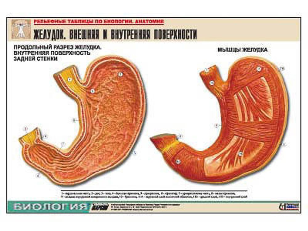 Рельефная таблица &amp;#34;Желудок. Внешняя и внутренняя поверхности&amp;#34;  (формат А1, матовое ламинир.)