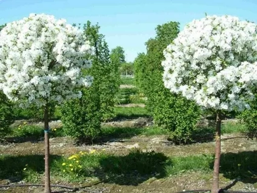 Вишня шаровидная Умбракулифера штамб 120 см Закупка М66 апрель 2026