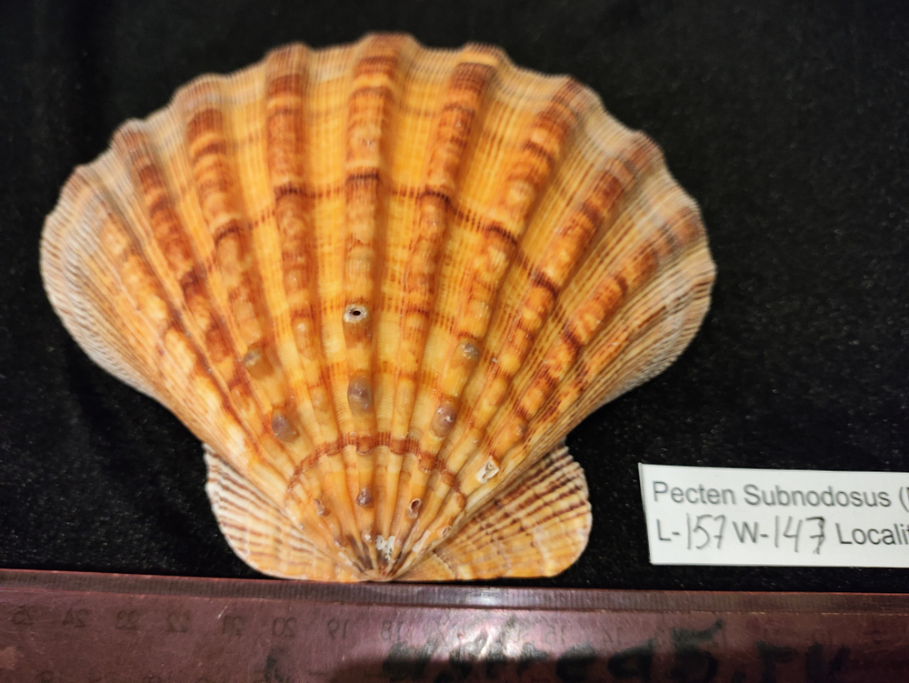 Пектен Субнодосус "130-160мм"-створка