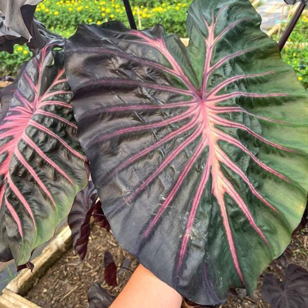 Колоказия PINK DRAGON