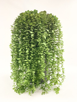 Эвкалипт ампельный 113 см.