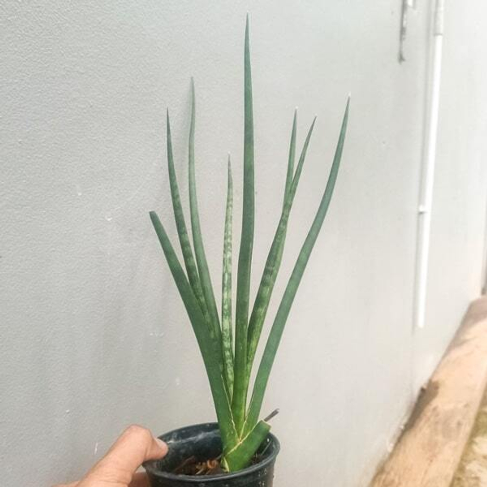 Сансевиерия PHLOENG SABAT เพลิงสะบัด