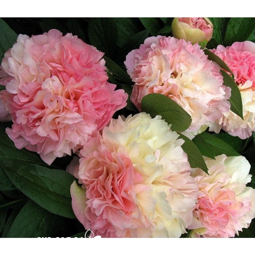 Пион Луиз Чойс 3-5 почек Закупка М81 октябрь 2026