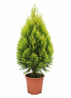 Кипарисовое дерево д.11