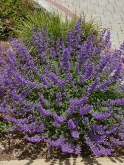 Котовник фассена Пурсиан Блю Р9 Закупка М36 получение май-июнь 2026