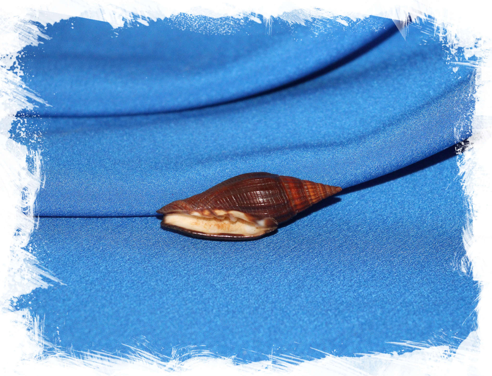 Раковина Вексиллум вулпекула (Vexillum vulpecula)