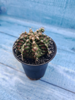 Gymnocalycium T-Rex Pink hybrid (Гимнокалициум T-rex)