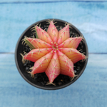 Gymnocalycium Variegata (Гимнокалициум Вариегатный)