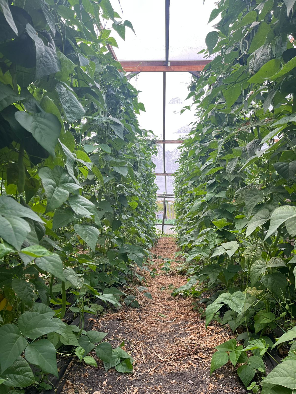 Фасоль спаржевая Сэнси / Sensi 10шт.