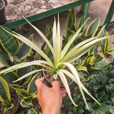 Сансевиерия PARVA LANCET WHITE