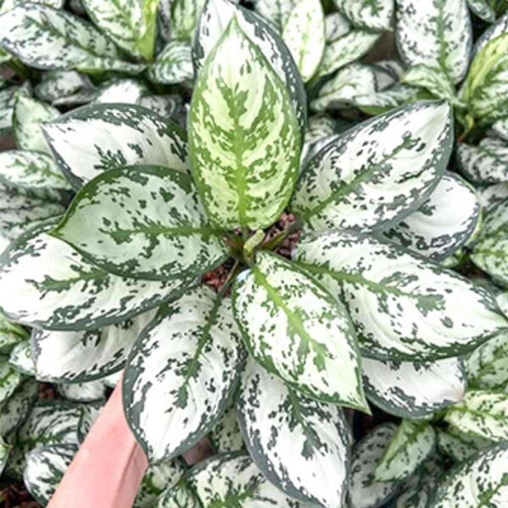 Аглаонема GREEN TEA