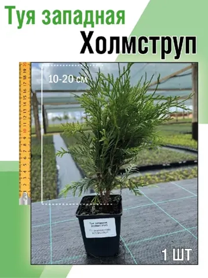 Туя саженец западная Холмструп хвойные деревья