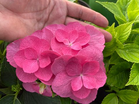 №5 Укорененный черенок Гортензия крупнолистовая ФЛЕЙМ ХОТ ПИНК (Hydrangea macrophylla 