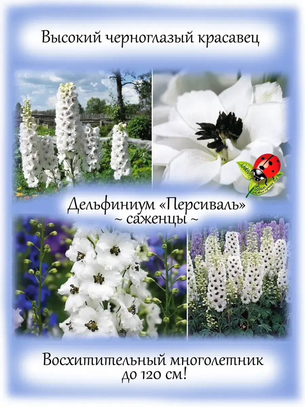 Дельфиниум Персиваль белый Percival