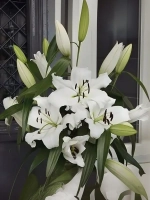 Лилия Петакас (ОТ-гибрид)