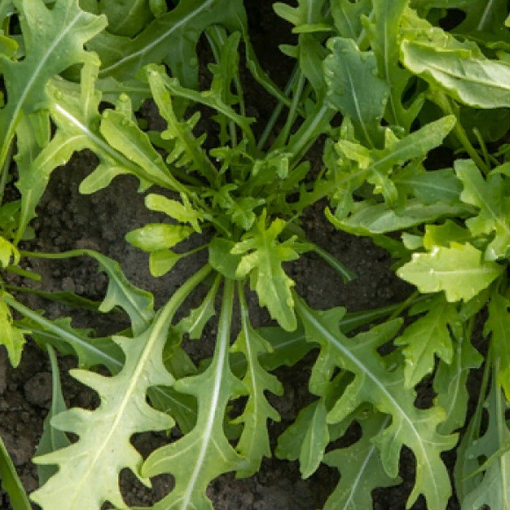 Триция семена рукколы (Enza Zaden / Энза Заден)