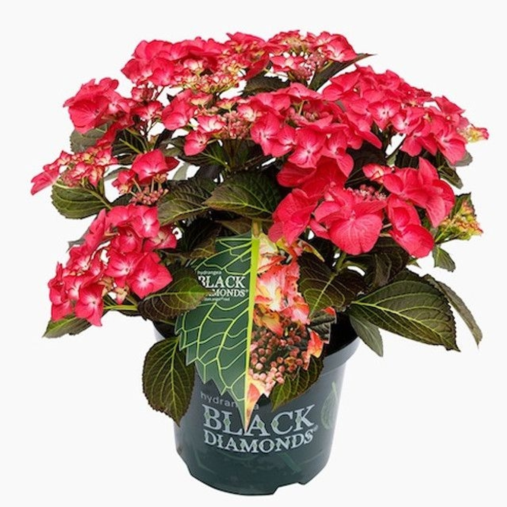 Black Diamonds Dark Angels Red-A-Red/Блэк Даймондс  Дарк ангел Ред(Стандарт поставки Р9)2025г.