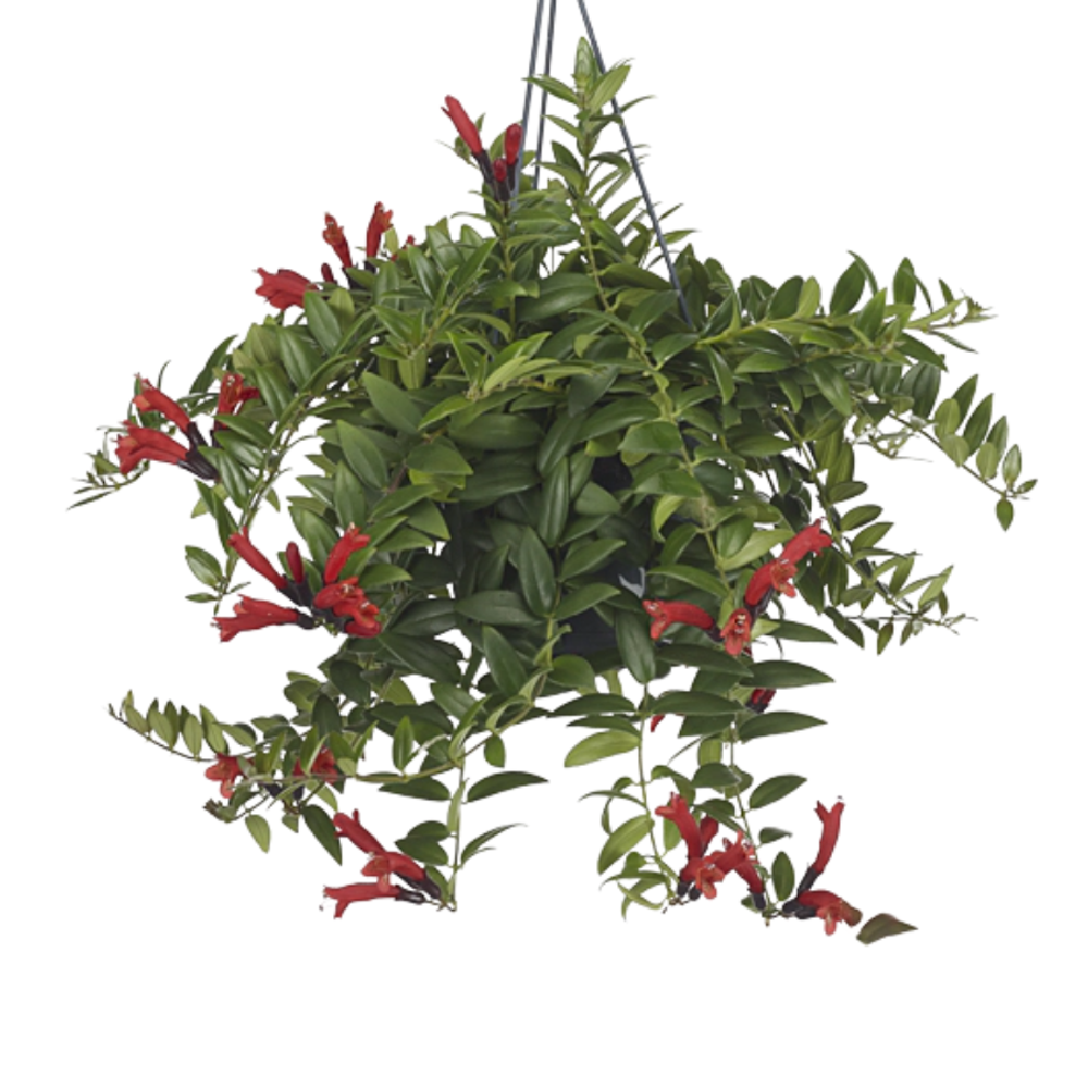 Эсхинантус