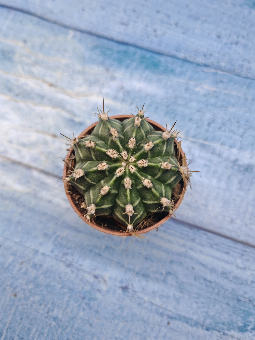 Gymnocalycium Friedrichii (Гимнокалициум)