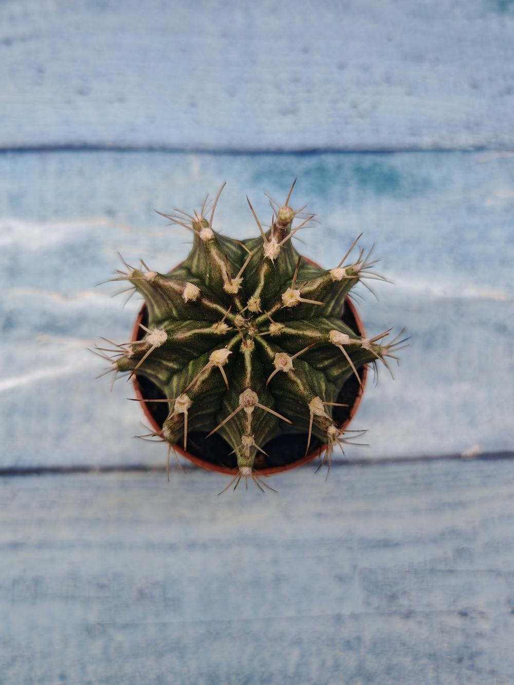Gymnocalycium Friedrichii (Гимнокалициум)