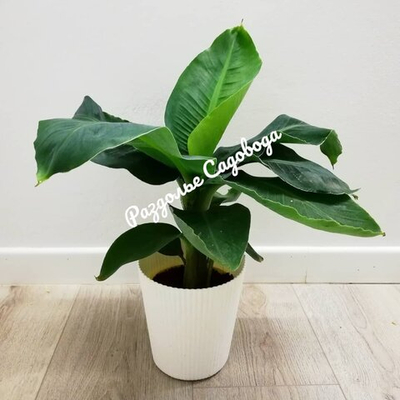 Комнатный банан