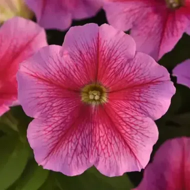 S60206 Петуния кустовая Multiflora MIRAGE CHIC 10 шт.
