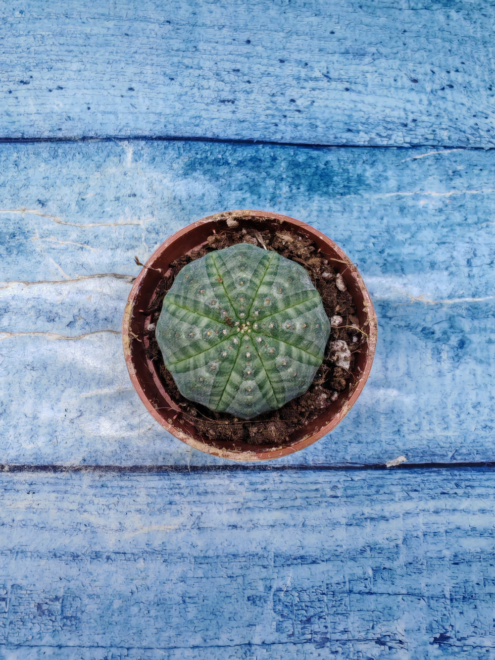 Euphoria Obesa (Эуфорбия)