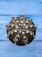 Gymnocalycium T-Rex Pink hybride (Гимнокалициум T-rex)