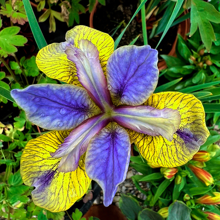 Ирис сибирский Типпед ин Блю С2