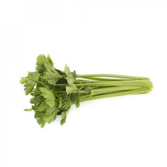 Келвин F1 семена сельдерея (Rijk Zwaan / Райк Цваан)