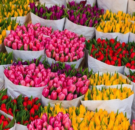 Банч тюльпанов 15 шт