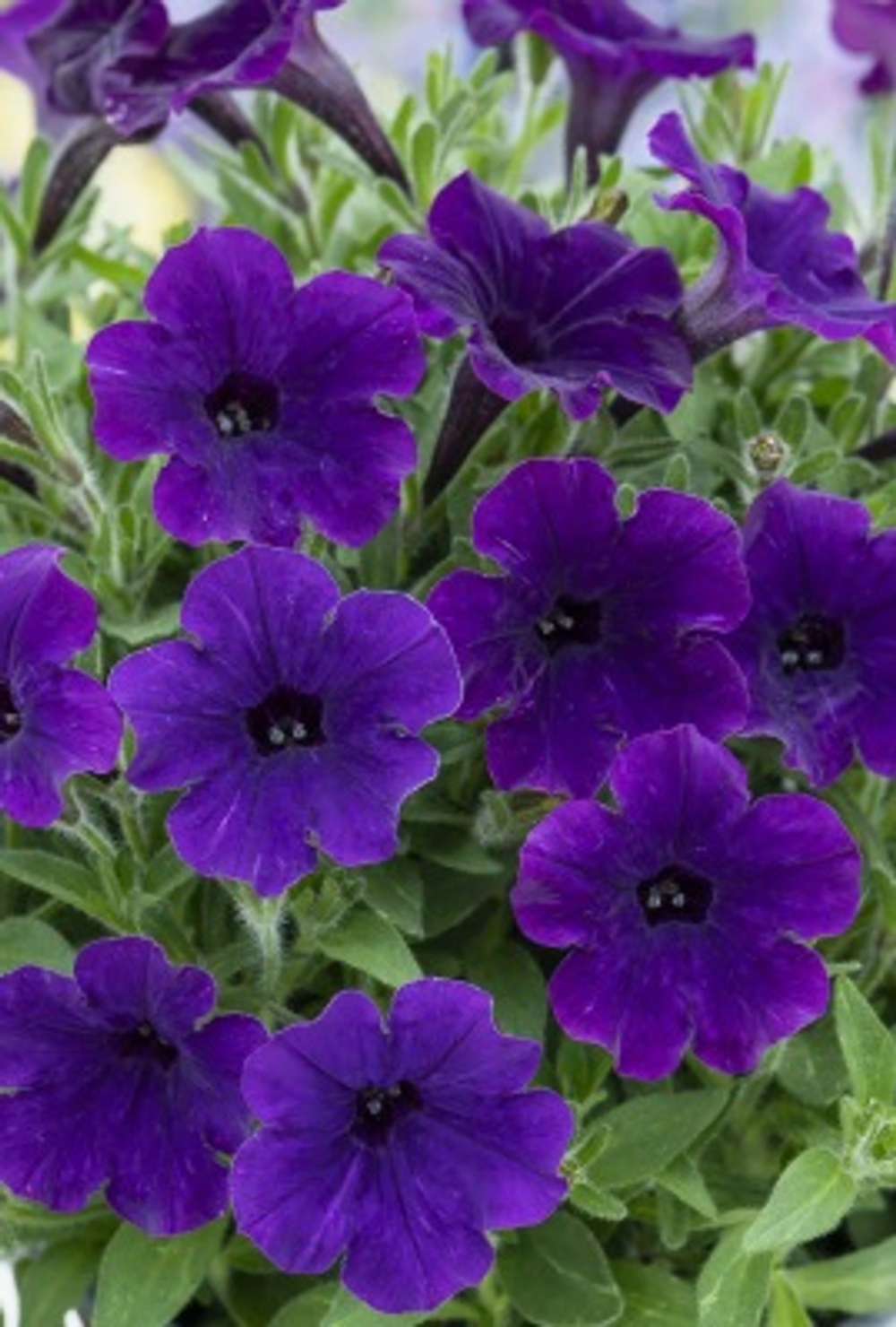 Новинка 2027 ЕВРО Vista Bubbles Violet Blue НЕукоренный черенок (срезы) 10шт НОЯБРЬ