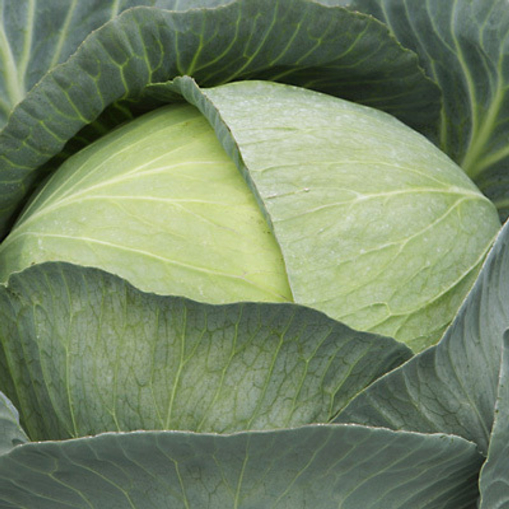 Капуста б/к Профессор F1( Syngenta ) (100шт) Витагрин Профи