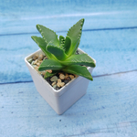 Faucaria Felina (Фаукария)