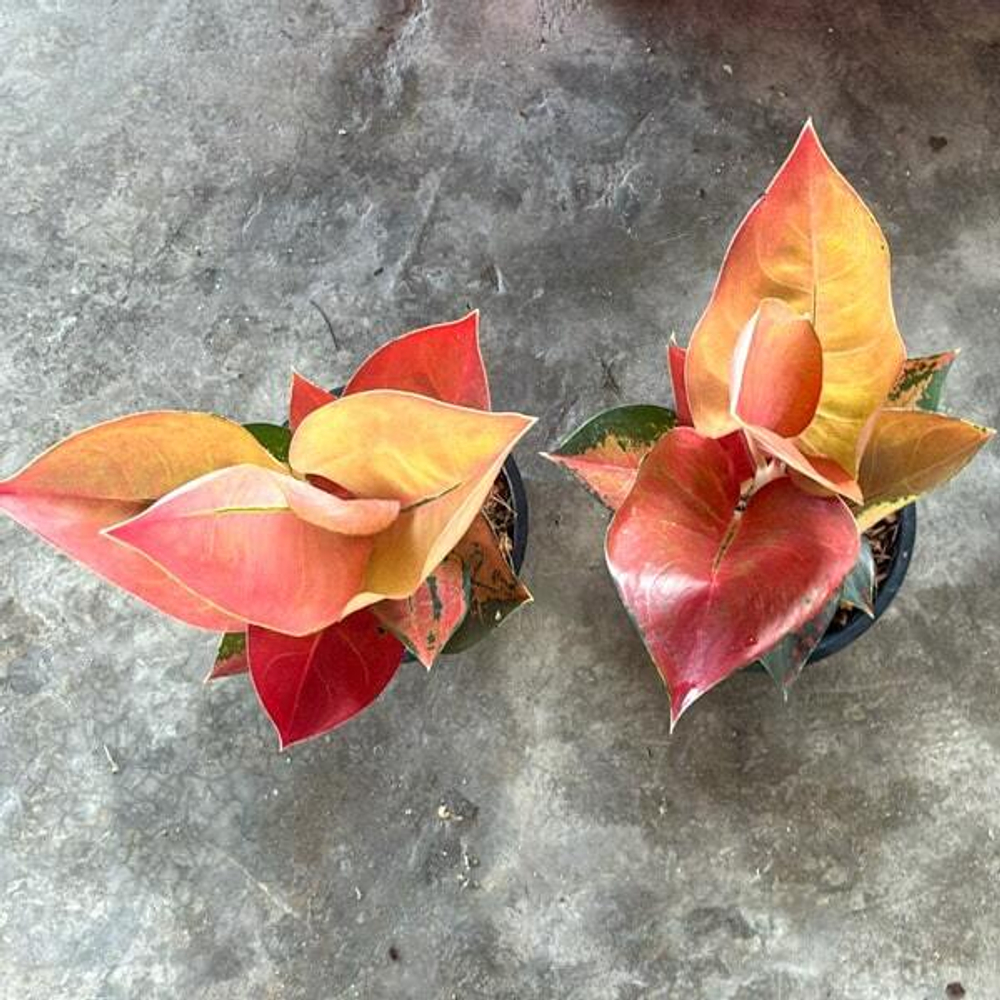 Аглаонема RED COCHIN