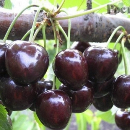 Черешня Овстуженка (7-летняя)