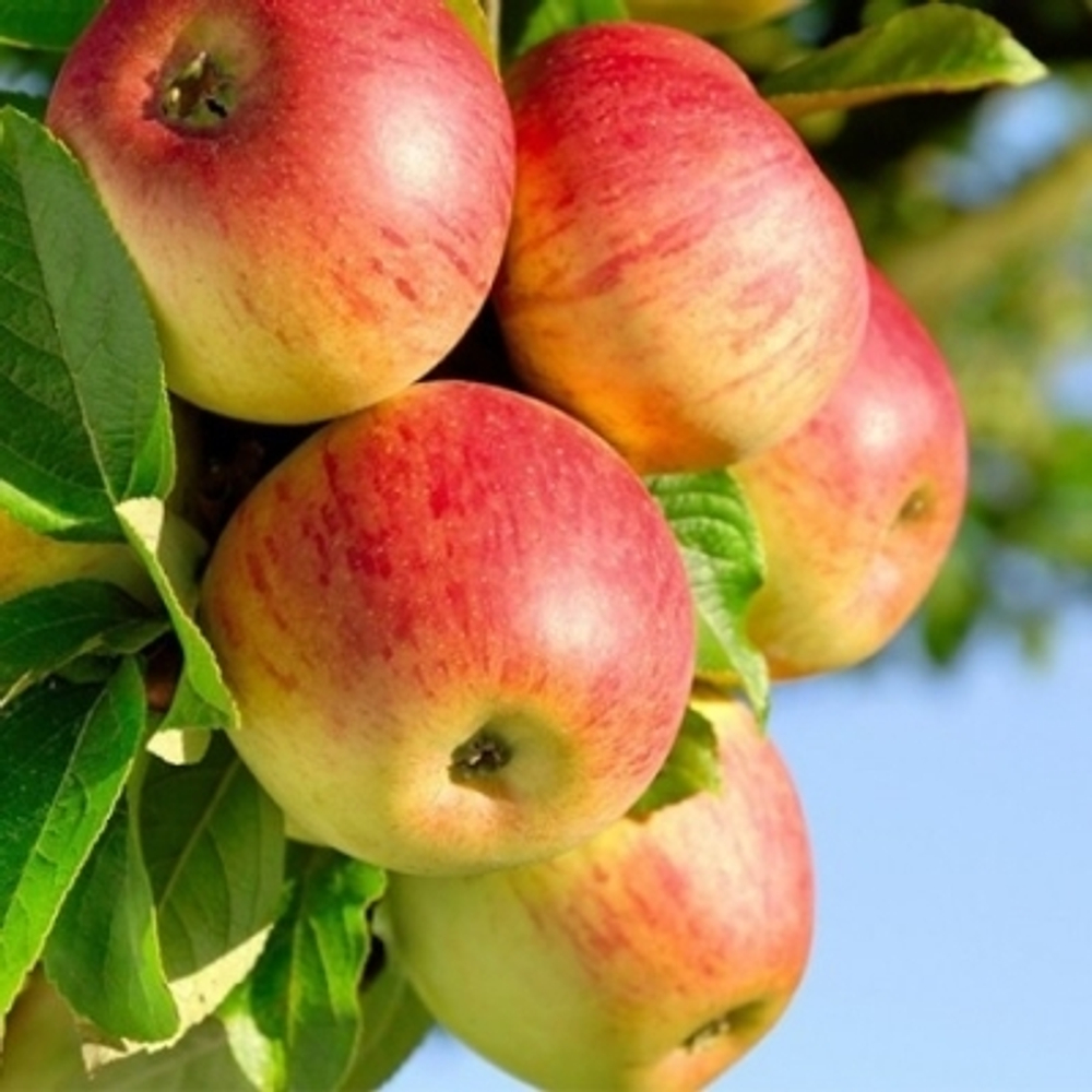 Яблоня летняя Конфетное (3-летняя) п/карл.подвой ЗКС