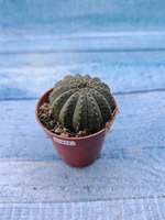 Euphoria Obesa (Эуфорбия)