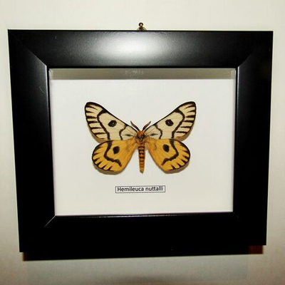 Сатурния Himeliuca nuttalli в рамке