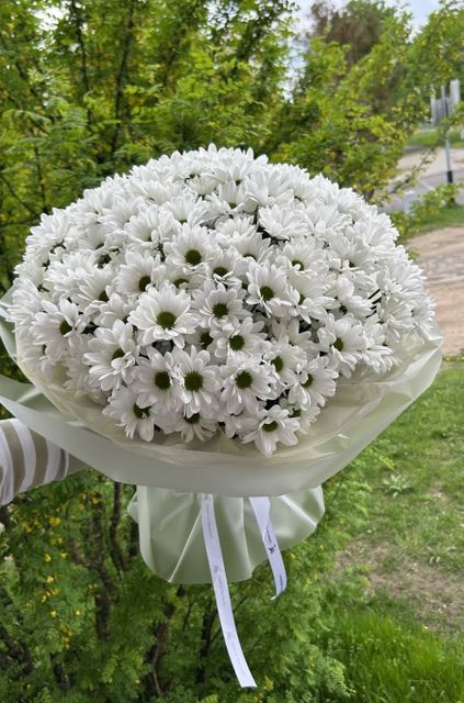 Хризантемы