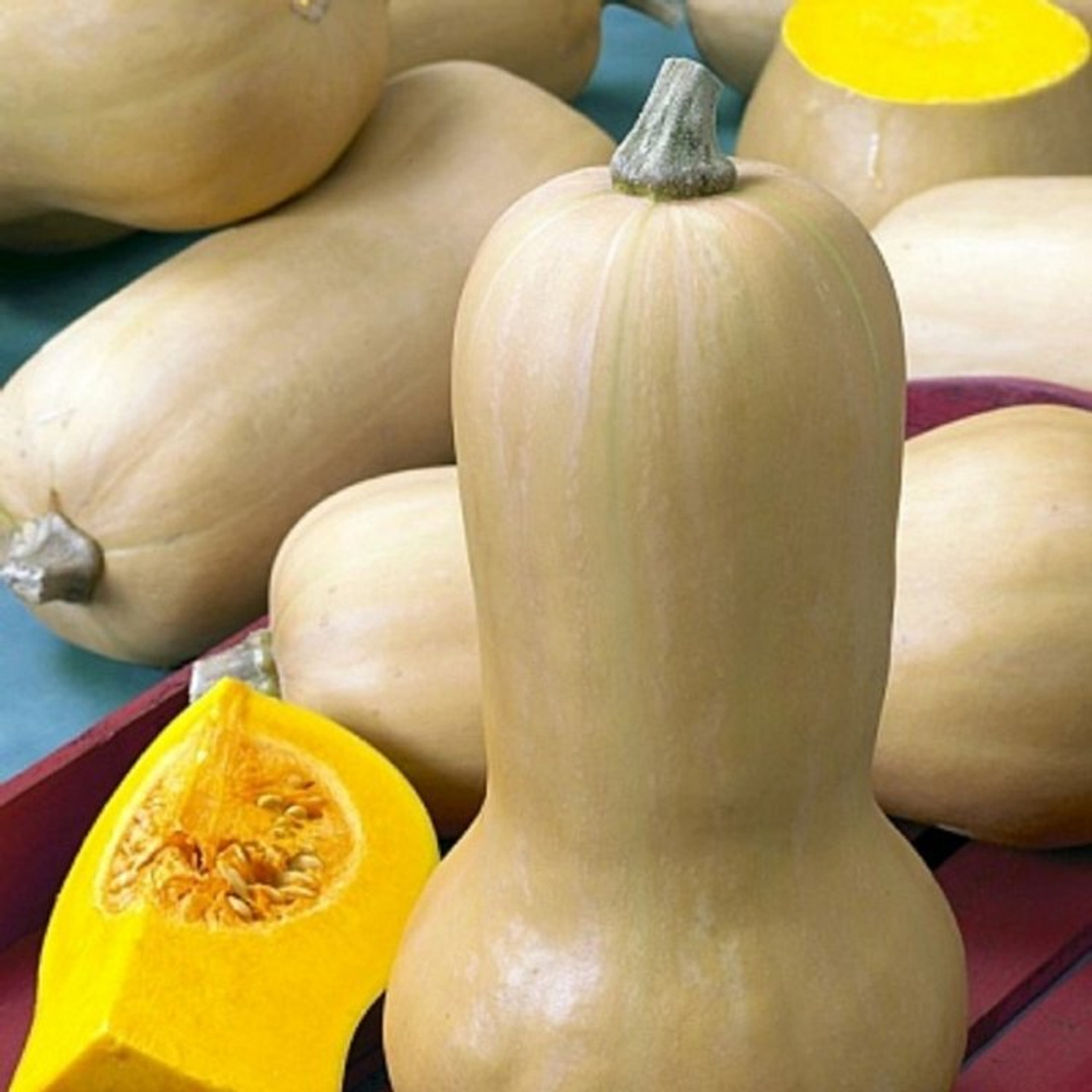 Тыква Матильда F1 5шт Мировые Семена VITA GREEN