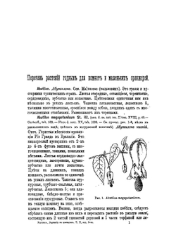 Содержание и воспитание растений в комнатах. Часть 2. Выпуск 1 | Э.Л. Регель